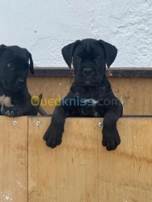 Chiots cane corso de 2 mois