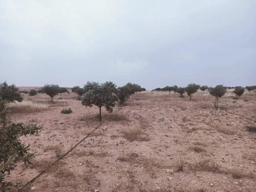 Vente Terrain Agricole Djelfa Birine
