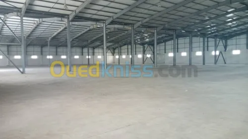 Location Hangar Blida Meftah