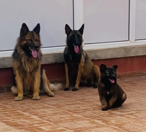 Berger allemand chevreau long et un petit malinois 
