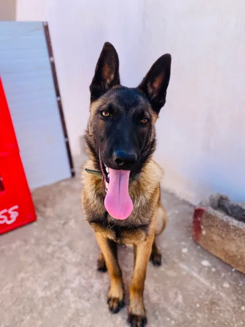 Malinois masque noir 5mois vacciné 
