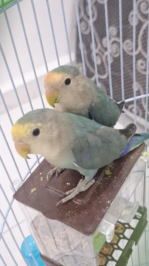 2 inséparables+cage
