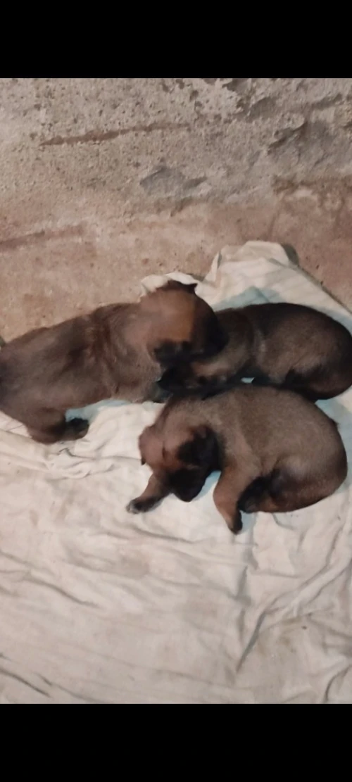 Malinois charbonné 