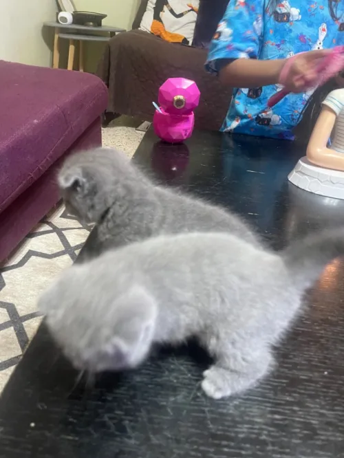 Scottish &british chaton