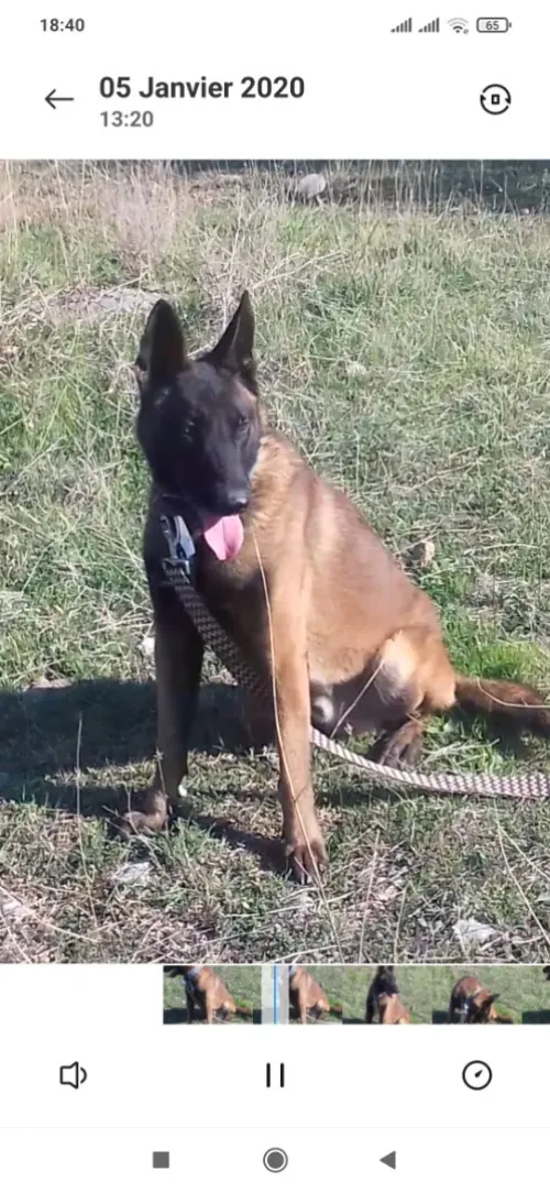 CHIEN MALINOIS 