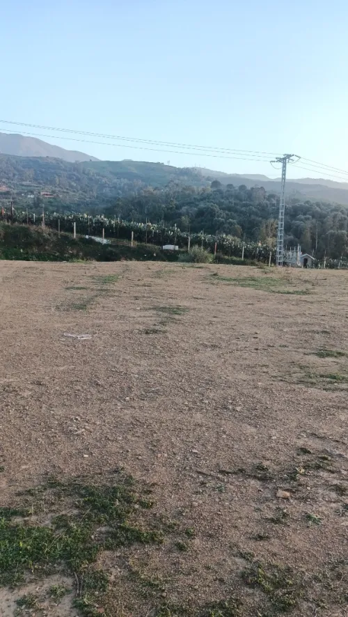 Vente Terrain Blida Ouled yaich