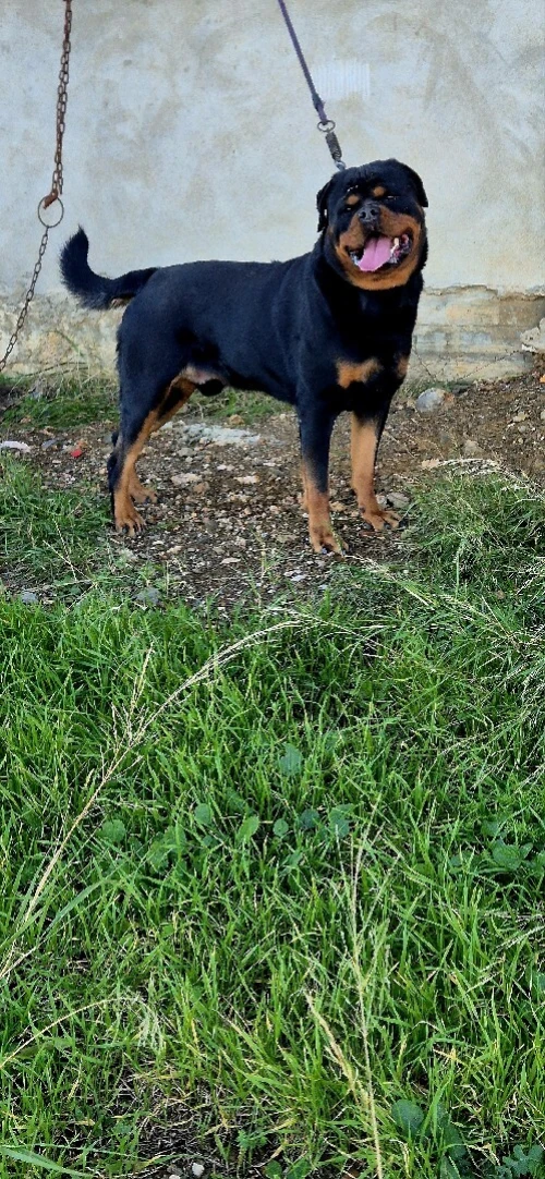 Rottweiler serbie