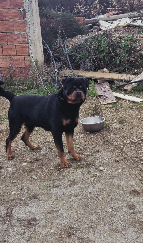 Rottweiler serbie