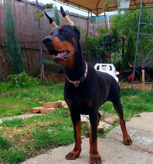 Doberman européen pedigree
