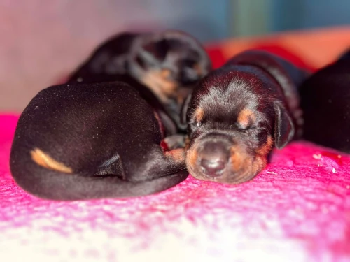 Doberman européen pedigree