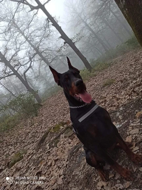 Doberman européen pedigree