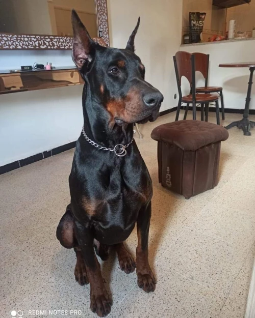 Doberman européen pedigree