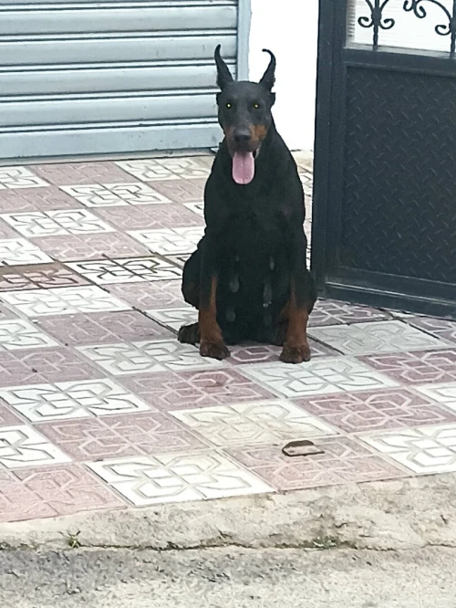 Doberman européen pedigree
