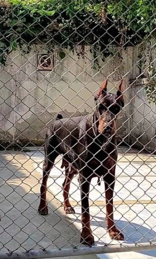 Doberman européen pedigree