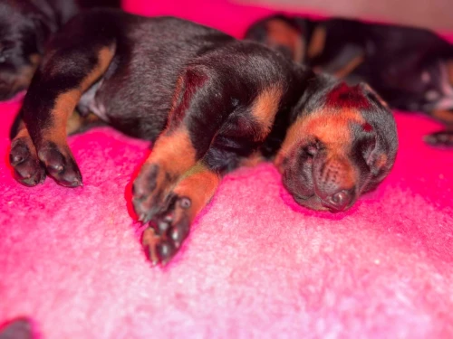 Doberman européen pedigree