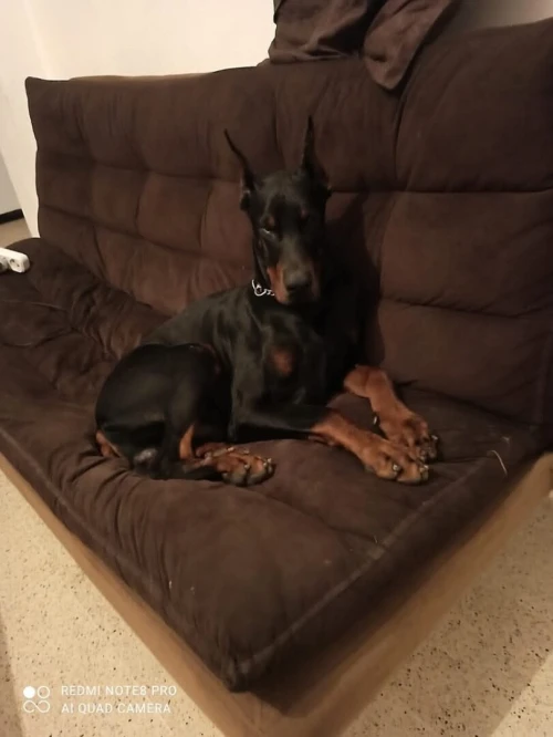 Doberman européen pedigree