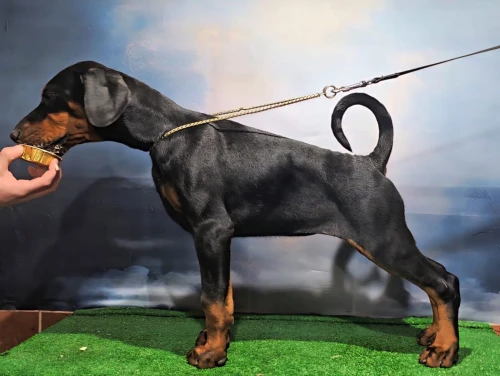 Doberman européen pedigree