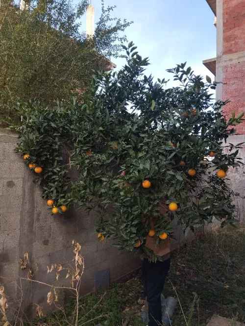 Vente Villa El Tarf Drean