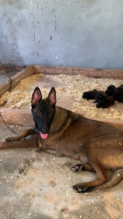 Femelle malinois 15 mois