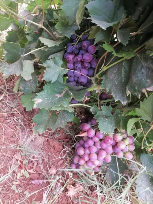 Vente Terrain Agricole Ain temouchent Terga