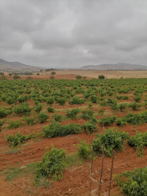 Vente Terrain Agricole Ain temouchent Terga