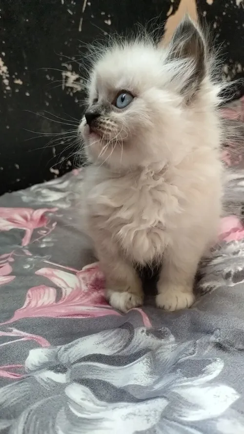 Himalayenn