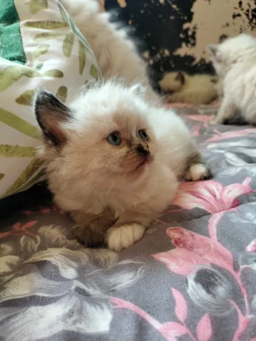 Himalayenn