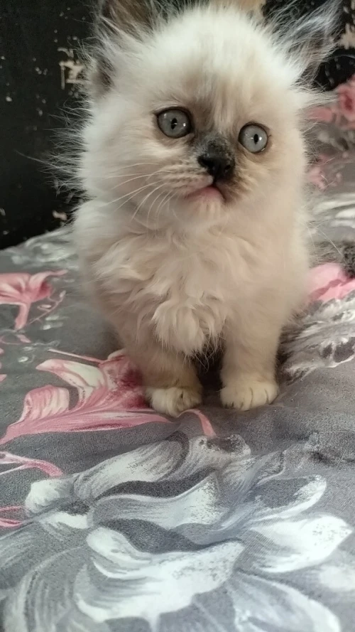 Himalayenn