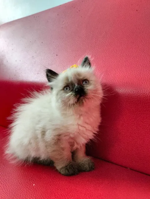 Himalayen 