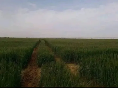 Vente Terrain Agricole Tiaret Rechaiga