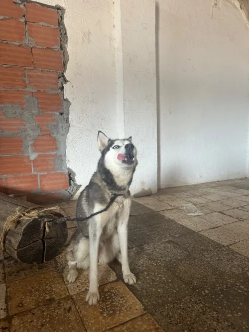 Husky 9