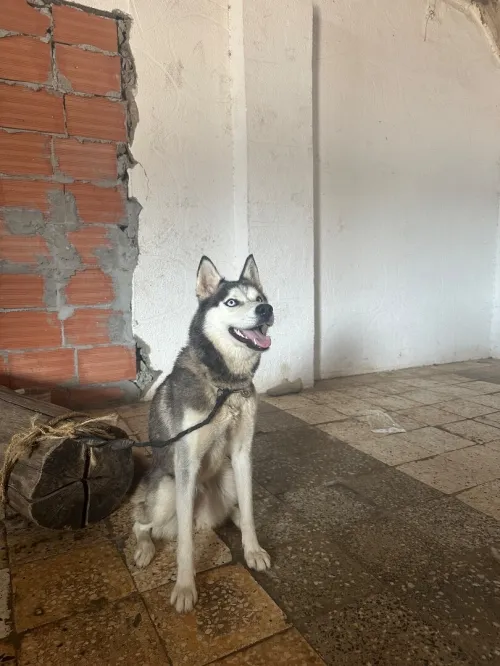 Husky 9