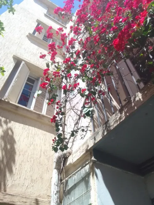 Location Immeuble Alger El harrach