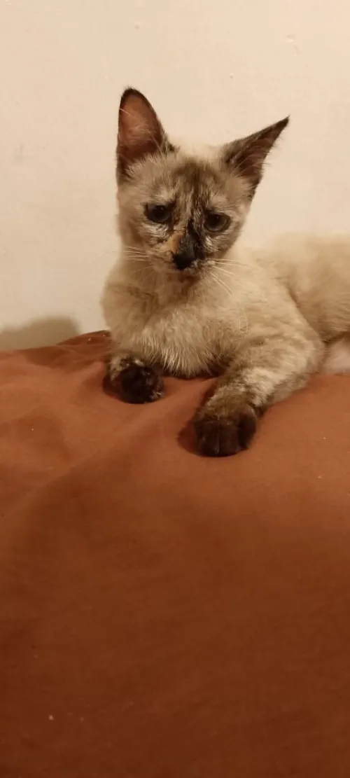 Chat siamois