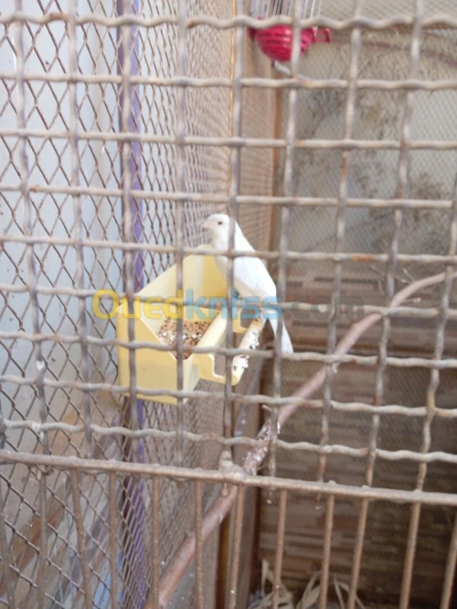 Oiseau