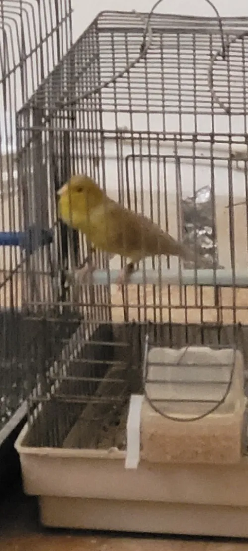 Canari