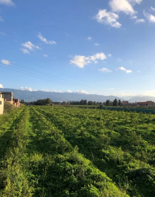 Vente Villa Blida Boufarik