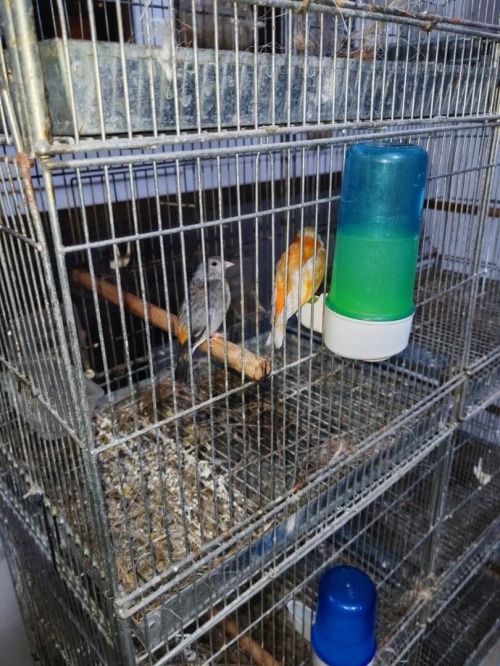 بيع طائر الفنزويلي Vente tarin de Venezuela