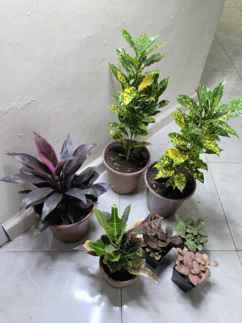 نبات الكروتون plant crotone