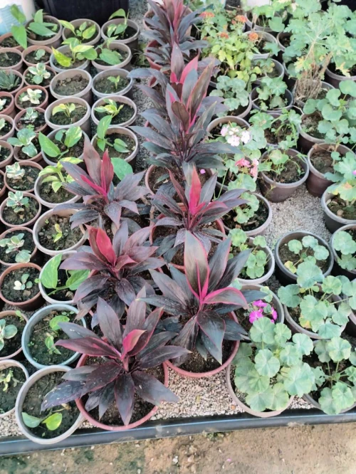 نبات الكروتون plant crotone