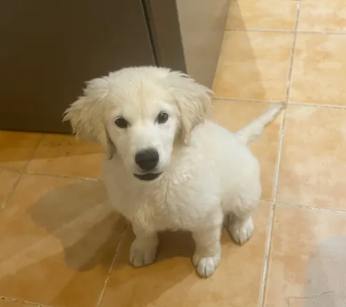 Golden retriever