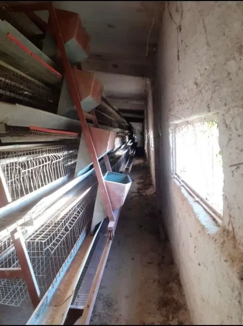 Batterie poules pondeuses 10000