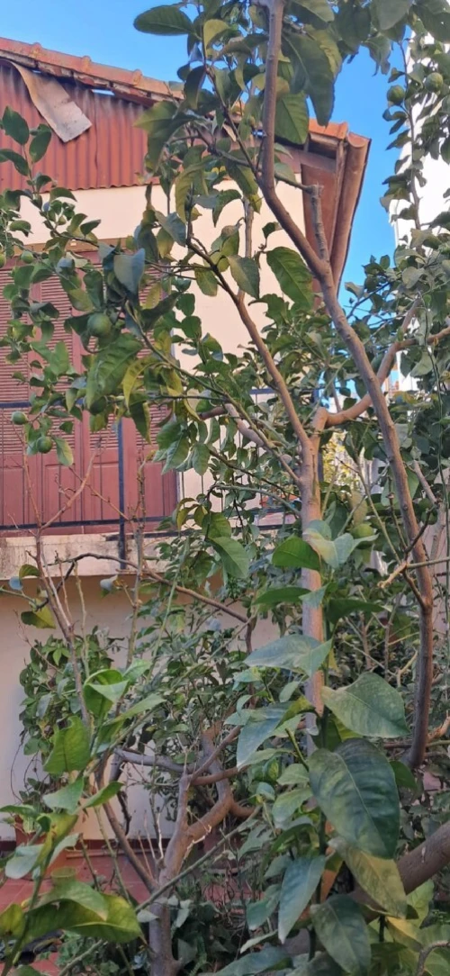 Vente Villa Alger Hussein dey