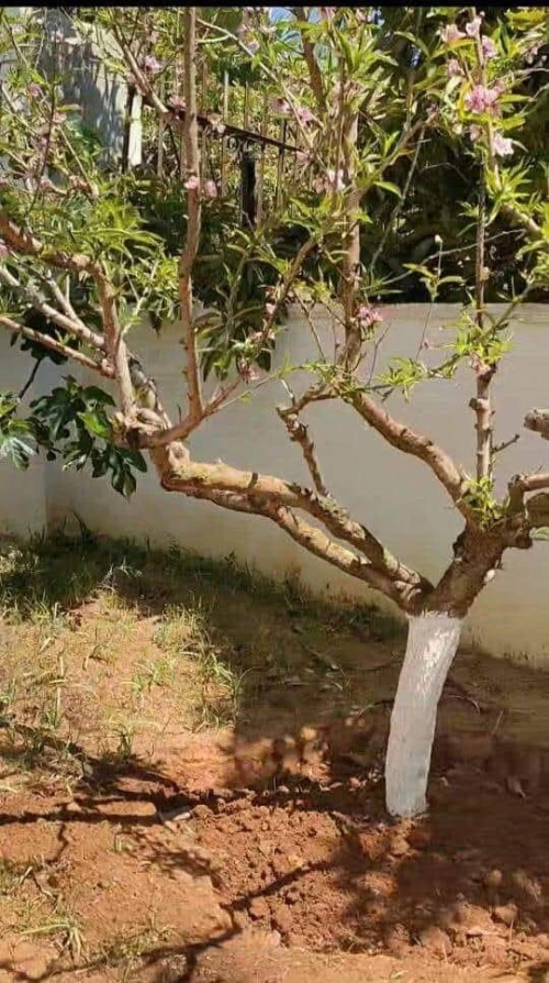 Vente Villa Alger Hussein dey