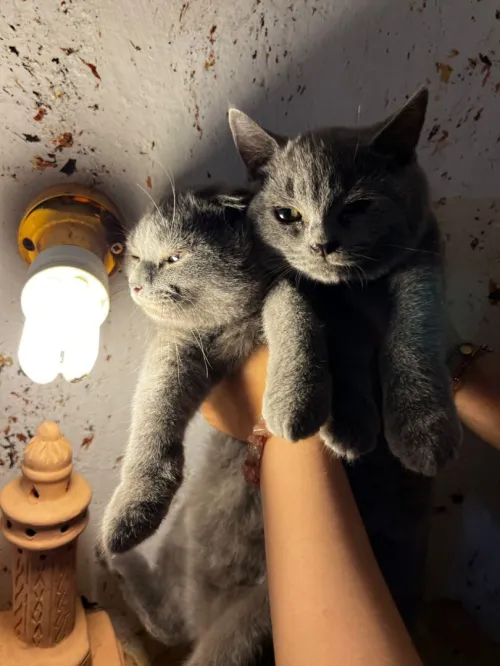 British short hair et scottish fold 
