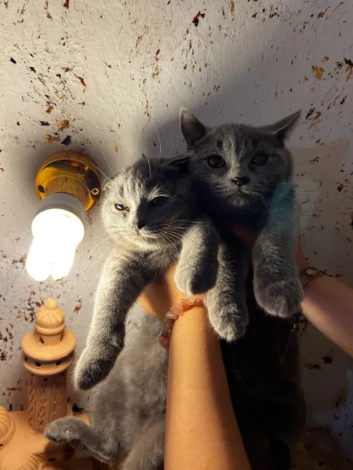 British short hair et scottish fold 