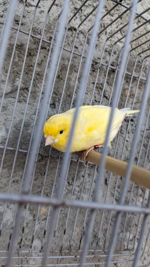 Canari