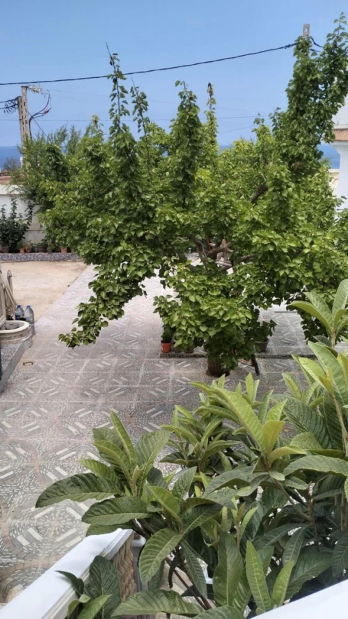 Location vacances bien immobilier Tipaza Tipaza