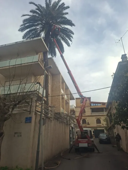 تقطيع الاشجار و تنظيف الحدائق
