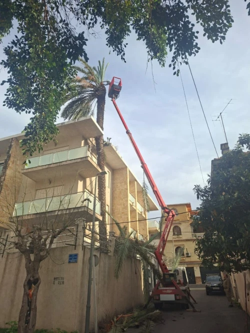Nettoyage des jardins et abattage et elagage des arbres